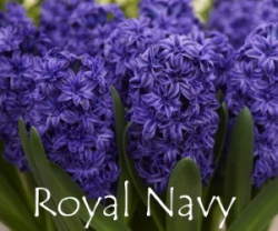 royal-navy