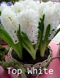 top-white