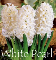 white-pearl