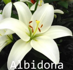 Albidona