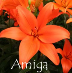 Amiga