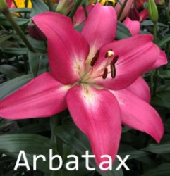 Arbatax