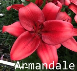 Armandale