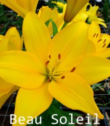 Beau-Soleil