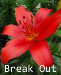 Break-Out