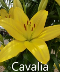 Cavalia