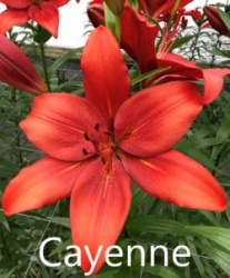 Cayenne