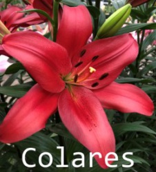 Colares