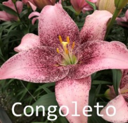 Congoleto
