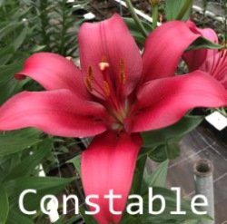 Constable