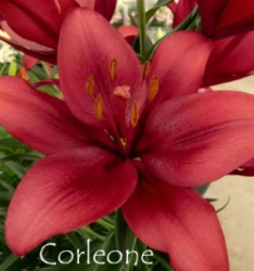 Corleone