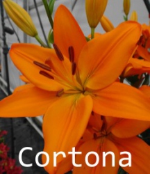 Cortona