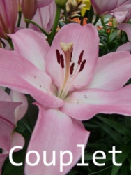 Couplet