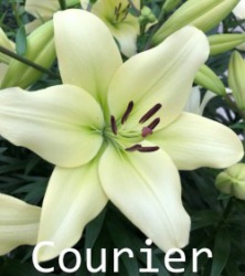 Courier