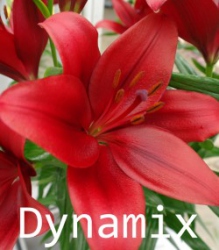 Dynamix