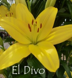 El-Divo