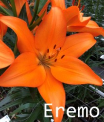 Eremo