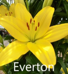 Everton