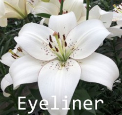 Eyeliner