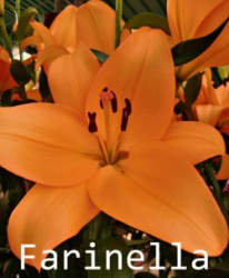 Farinella