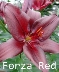 Forza-Red