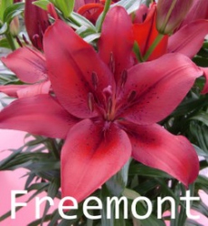 Freemont