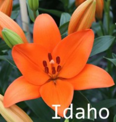 Idaho