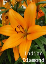 Indian-Diamond