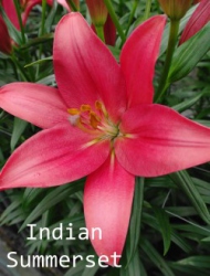 Indian-Summerset