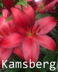 Kamsberg