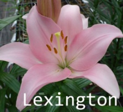 Lexington