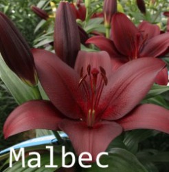Malbec