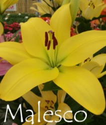 Malesco
