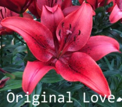 Original-Love