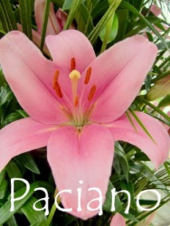 Paciano