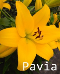 Pavia