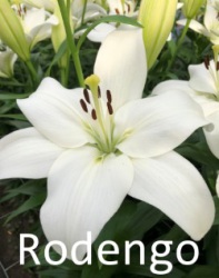Rodengo