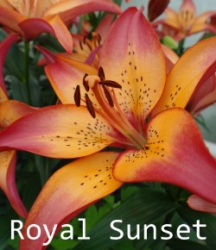 Royal-Sunset