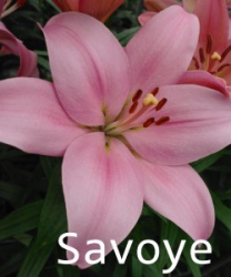 Savoye