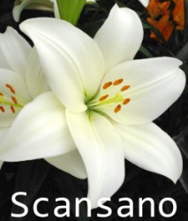 Scansano