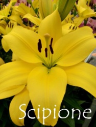 Scipione