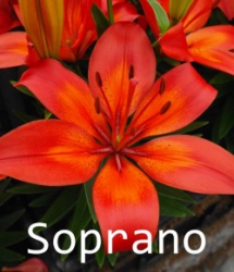 Soprano