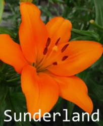 Sunderland