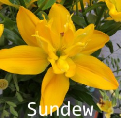 Sundew