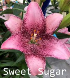 Sweet-Sugar