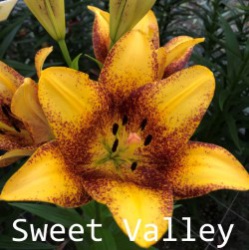 Sweet-Valley