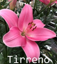 Tirreno