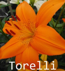 Torelli