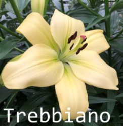 Trebbiano