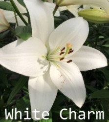 White-Charm